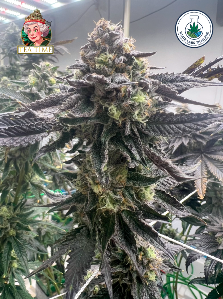 Tea Time – Warm, Sweet Hybrid With Smooth Evening Vibes Frosty Tea Time hybrid cannabis bud with soft green tones and warm orange pistils.