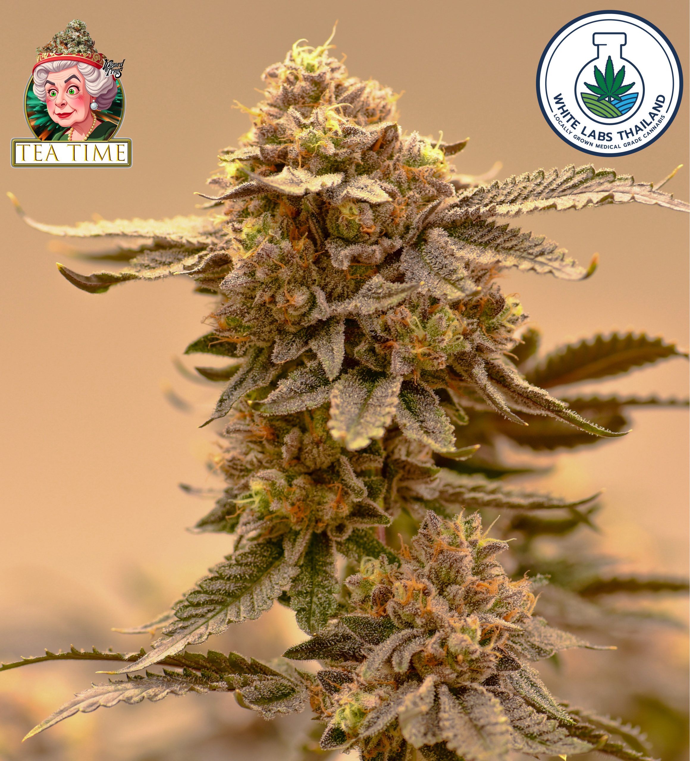 Tea Time – Calming Hybrid With Sweet Vanilla & Herbal Notes Tea Time cannabis bud showing frosty crystals, green hues, and orange hairs.