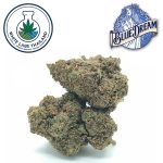 Blue Dream bud showing blue-green hues and dense trichomes.