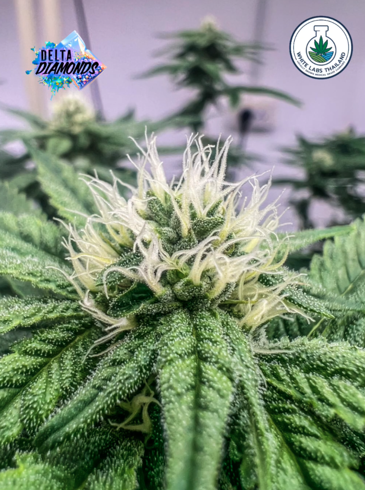 delta diamonds dense resin frost boutique indoor flower