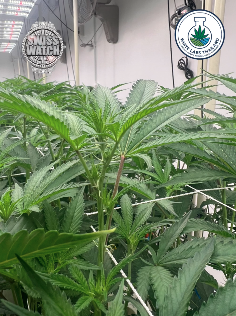swiss watch premium hybrid clean frosty cannabis thailand