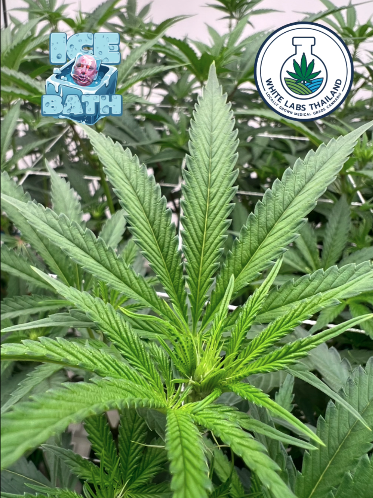 Ice Bath hybrid bud with citrus aroma and icy resin frost.