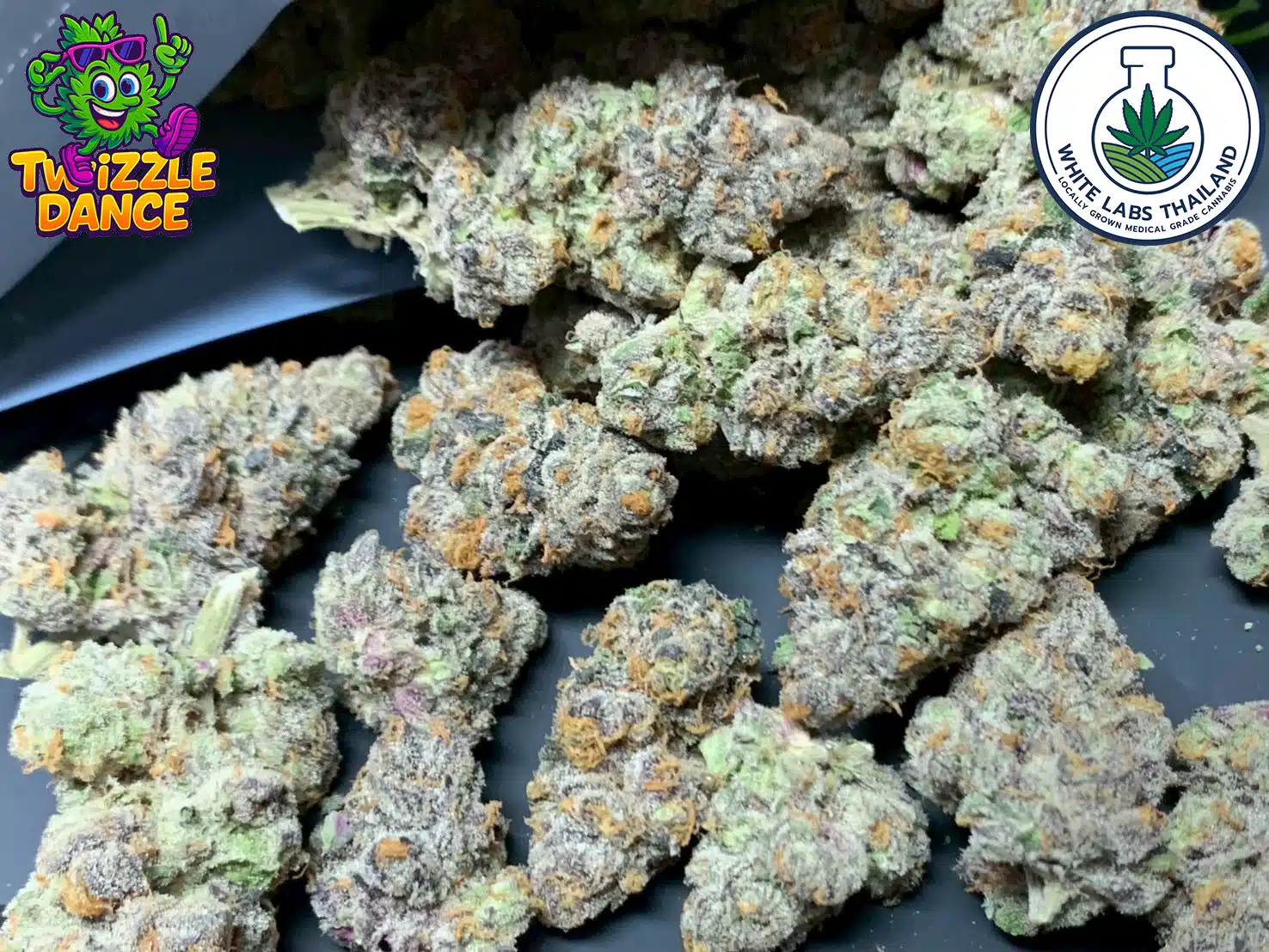 twizzle dance candy sweet indoor cannabis crystal trichomes pattaya